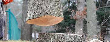 Best Arborist Consultation Services  in Lamoni, IA