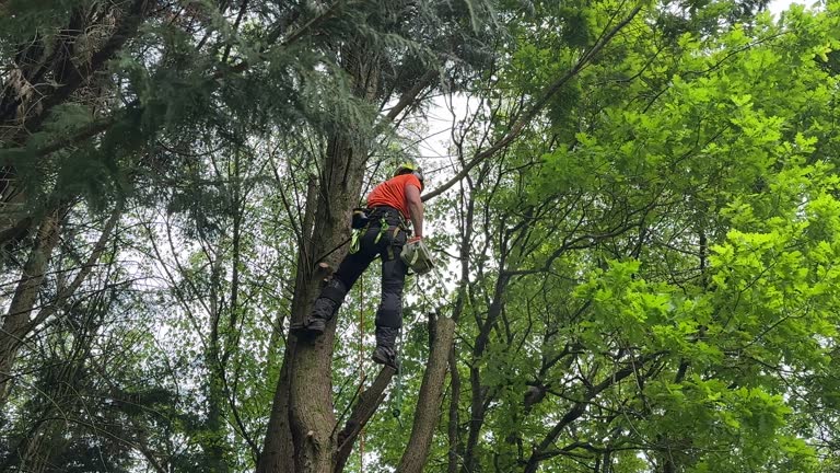 Best Emergency Tree Removal  in Lamoni, IA