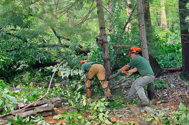 Best Tree Mulching  in Lamoni, IA