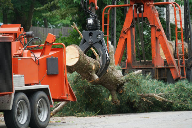 How Our Tree Care Process Works  in  Lamoni, IA