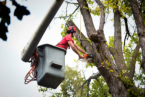 Trusted Lamoni, IA Tree Services Experts